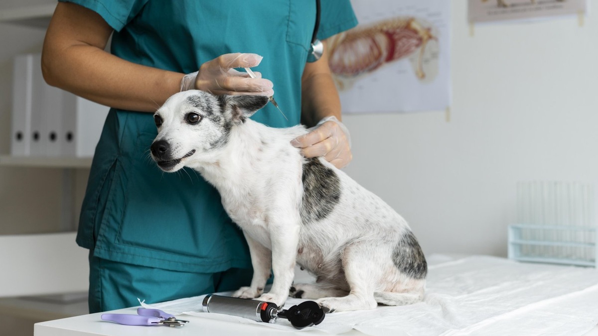    Специальный автомобиль позволит привить питомца в удобном месте