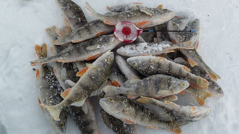    Фото: РЫБАЛКА_70_РЕГИОН