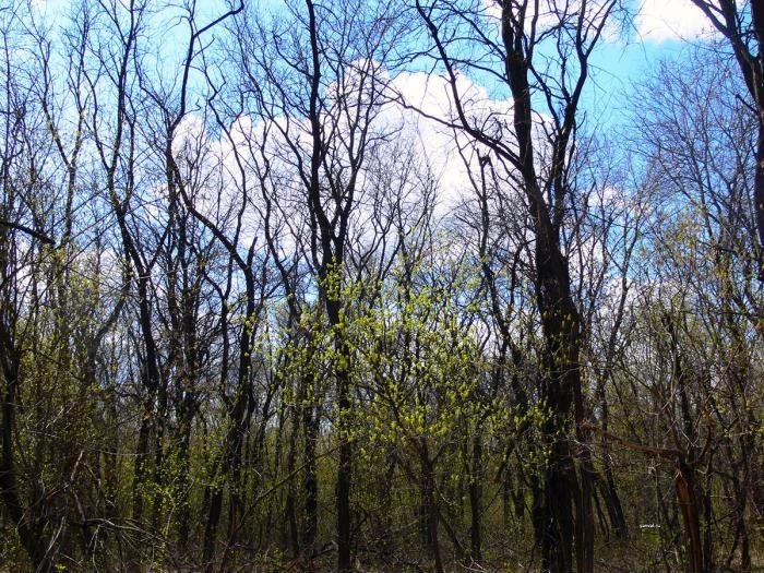    Лесополоса //Фото с сайта wikimapia.org