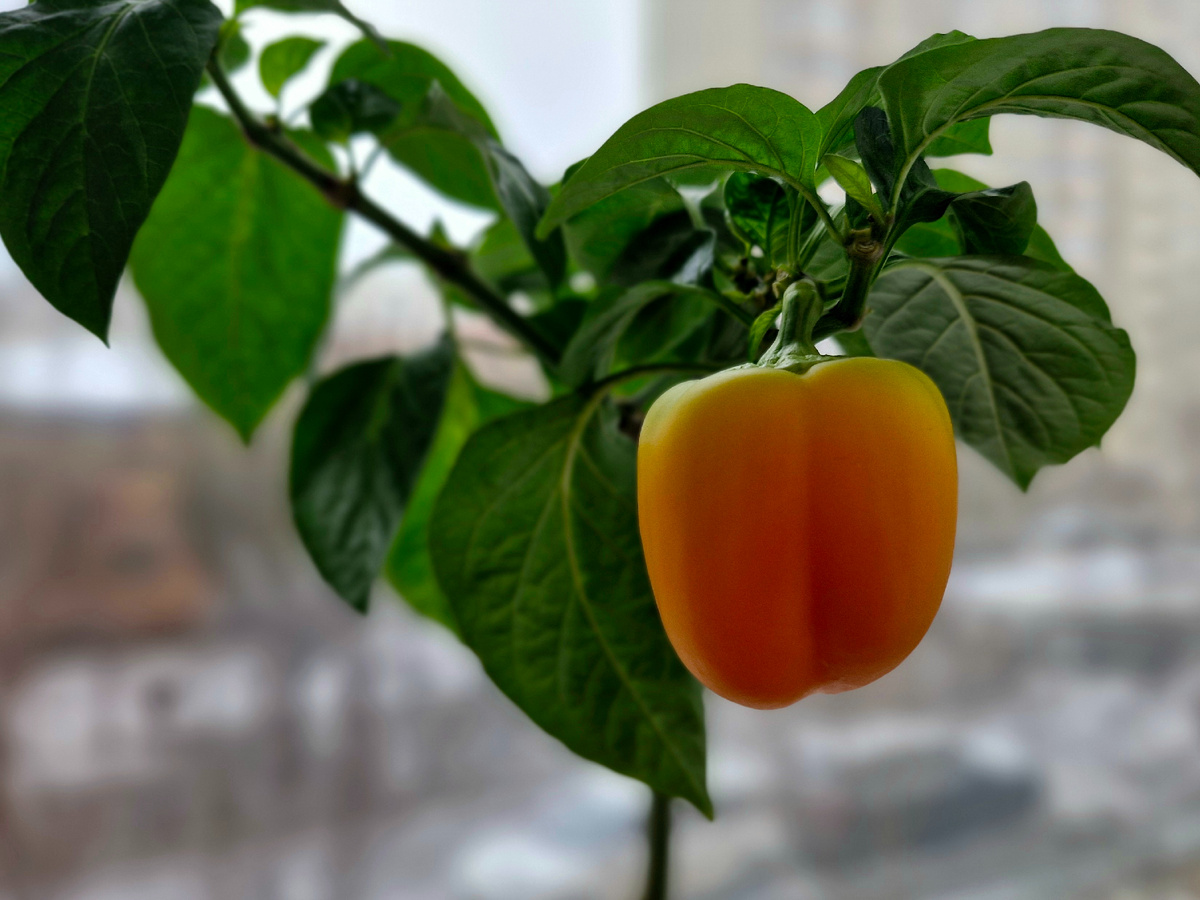 Из архива 2025 г.