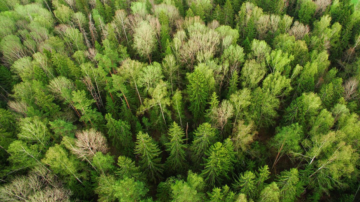    Фото: pxhere.com