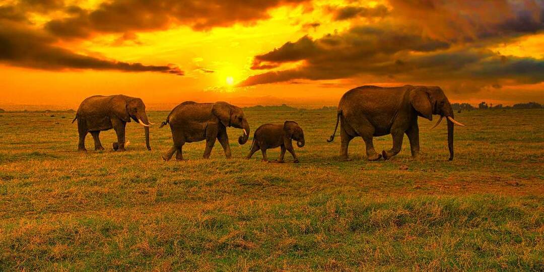 Как слоны понимают смерть? Это уровень человека или выше. Ритуалы и философия