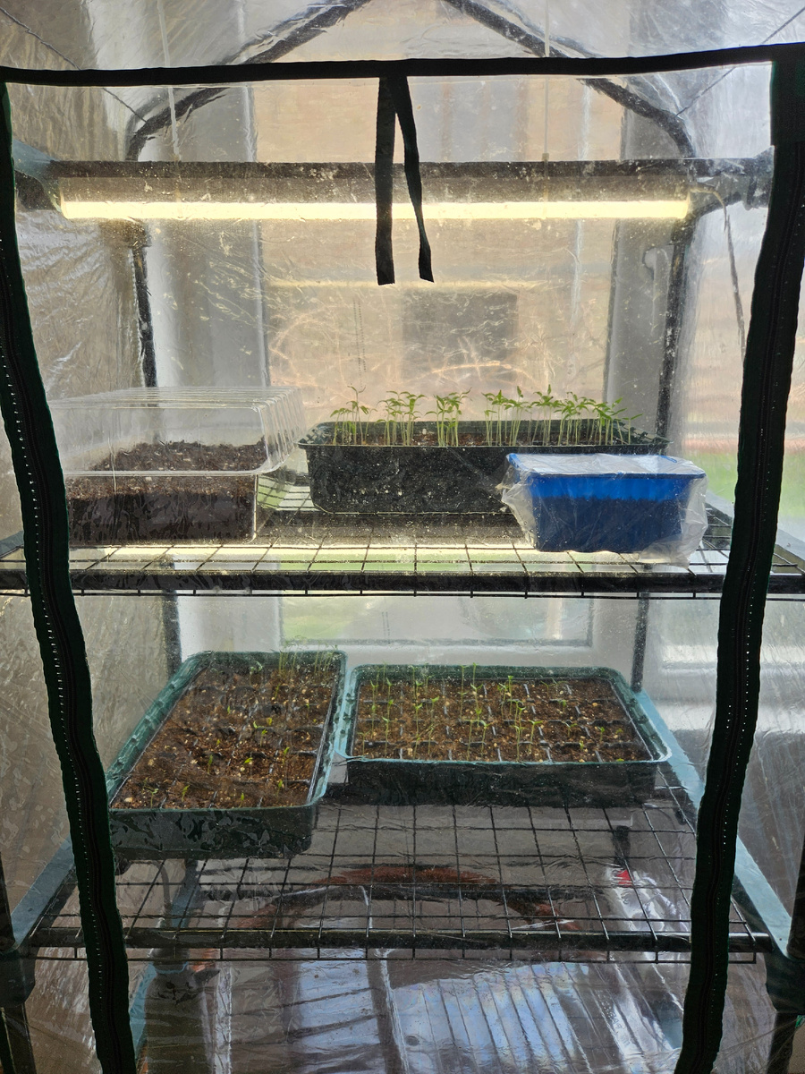 Домашняя тепличка