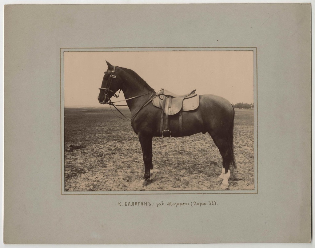 Конь Балаган верховой породы конного завода М. П. Мазаракия в Роменском уезде Полтавской губернии. Дата съемки: 1880 - 1888
