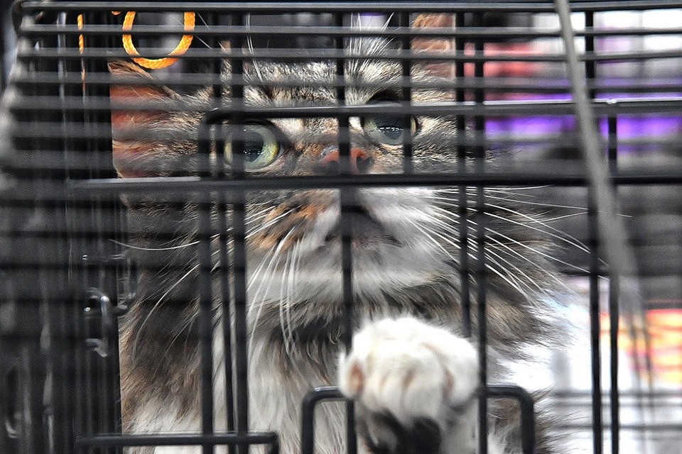   Владимир ВЕЛЕНГУРИН