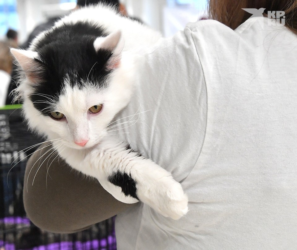    Арестовать домашних Мурзиков могут вовсе не за их «преступления», а за проступки хозяев. Владимир ВЕЛЕНГУРИН