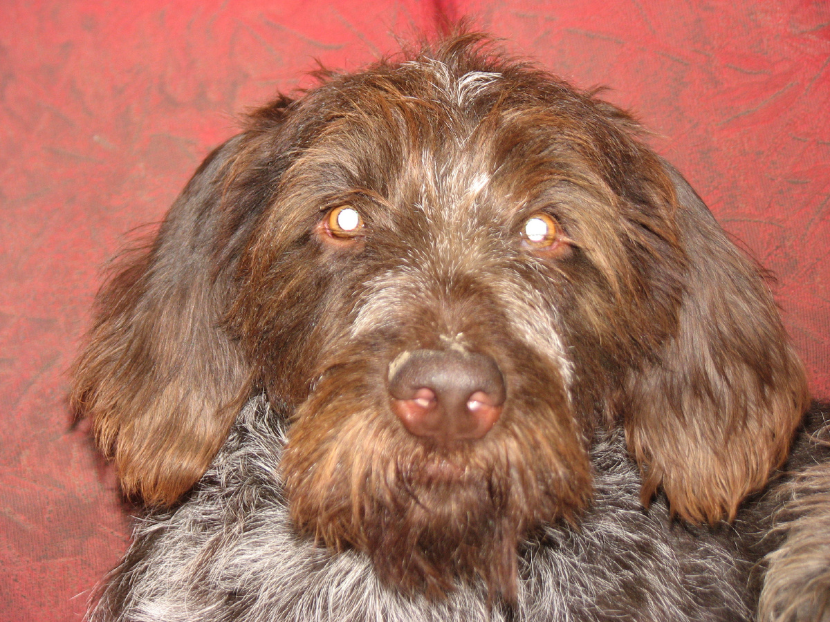 Дратхаар Дан-Грей