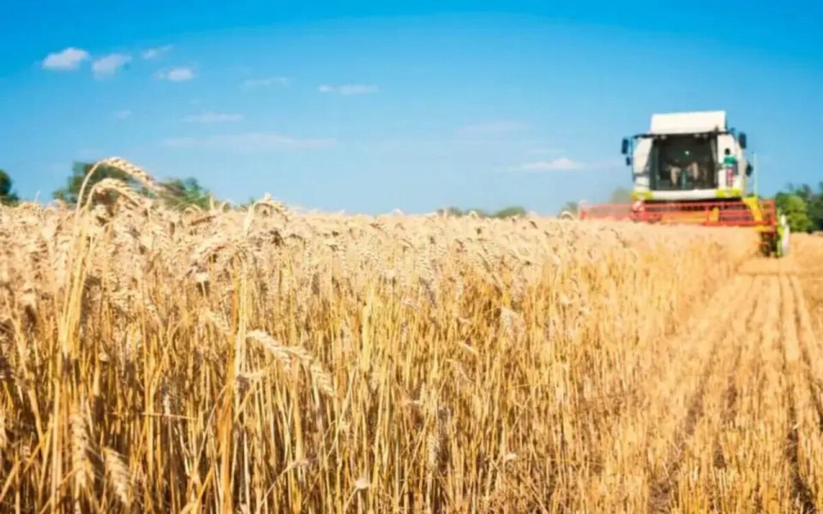    Зернотрейдер «Родные поля» подал многомиллиардный иск к своему экс-владельцу Фото – ru.freepik.com