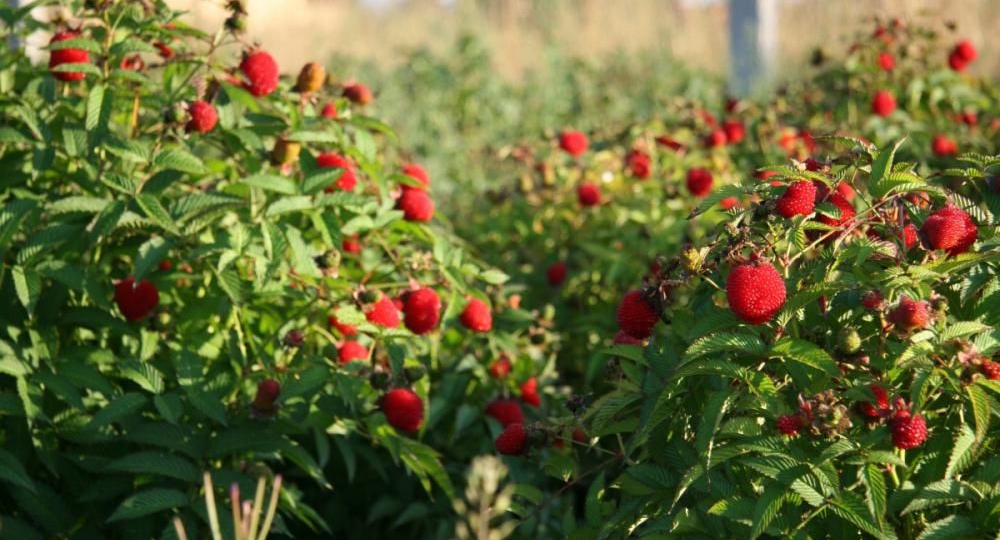 Малиновое счастье с первой лунки: чем накормить куст при посадке