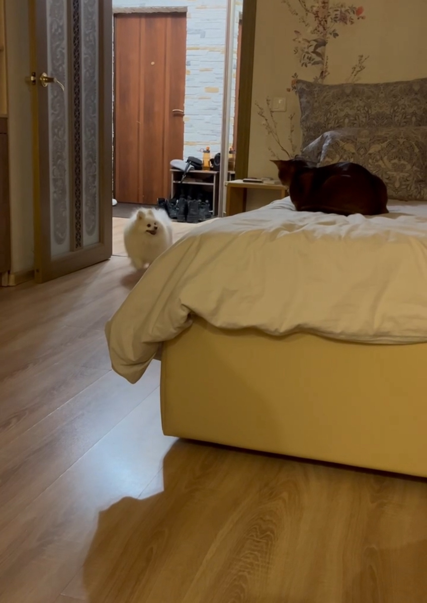 Бонди понравился кот, но это было не взаимно