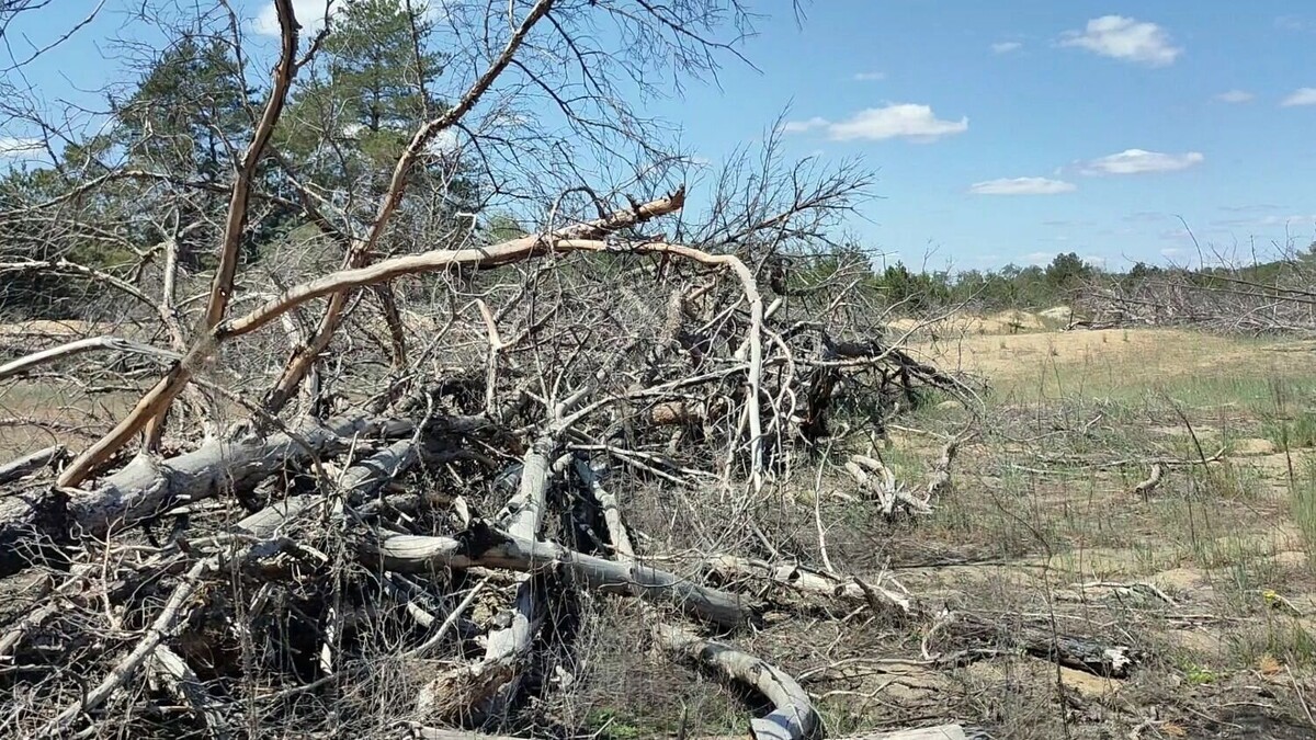    Ростовчане недоумевали от состояния Кундрюченского леса, где, по ожиданиям, должны были появиться густые посадки деревьев   rostovgazeta.ru