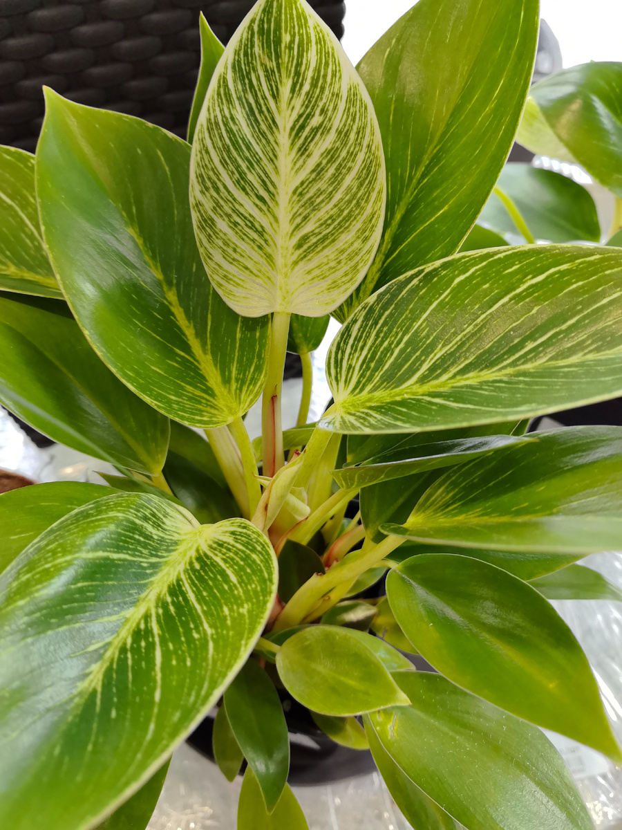 Филодендрон