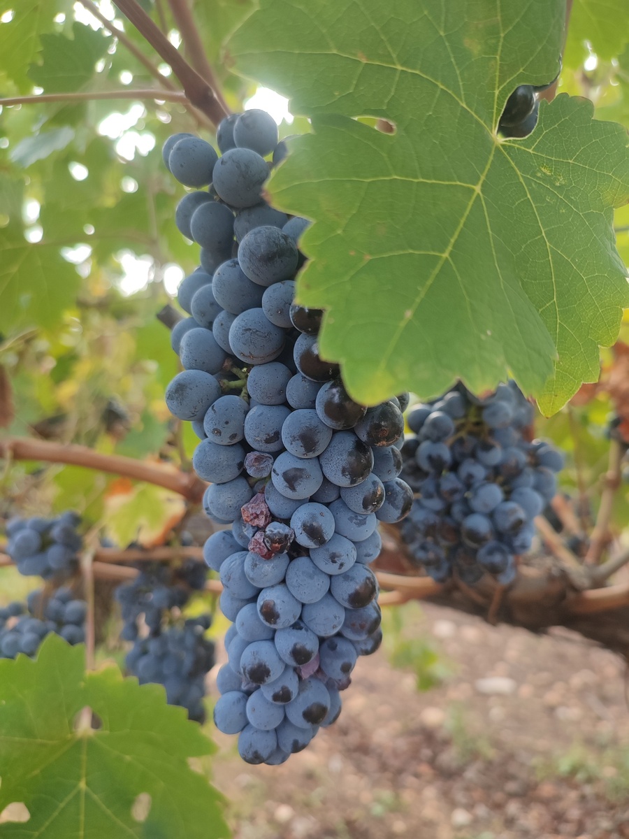 Созревший виноград Пино нуар (Пино черный). Фото автора.