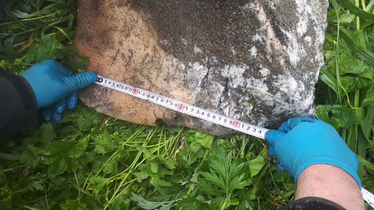    По словам исследователей, на оторванных плавниках есть следы зубов косаток / © Sergey Fomin / SDU