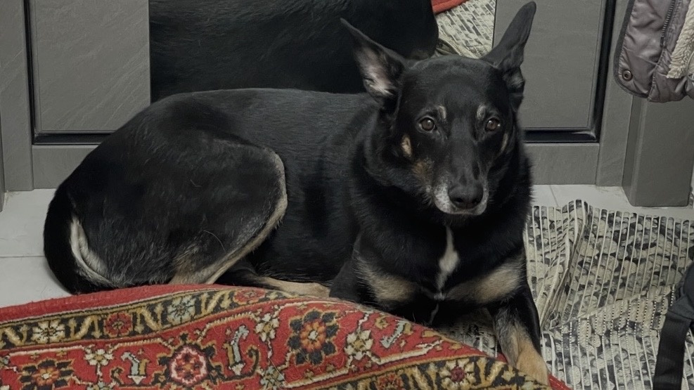 А вот сюда я прихожу, когда наиграюсь с игрушкой или просто ухожу, чтобы Миша догадался убрать всё лишнее, чтобы я потом вернулся и дальше продолжил играть или просто спать у дивана 😅!