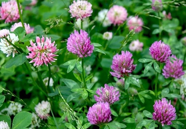 Листья клевера на вкус как зеленый горошек, а его цветы бывают выраженно сладкими