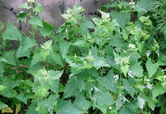 Лебеда узнаваемая своими резными листьями, по вкусу и пользе похожа на шпинат, съедобна в сыром и приготовленном виде