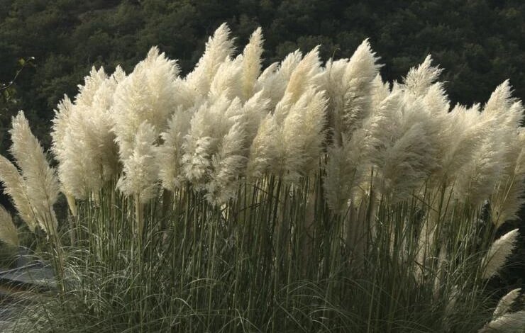 Как посадить и вырастить пампасную траву рассадным способом для украшения участка