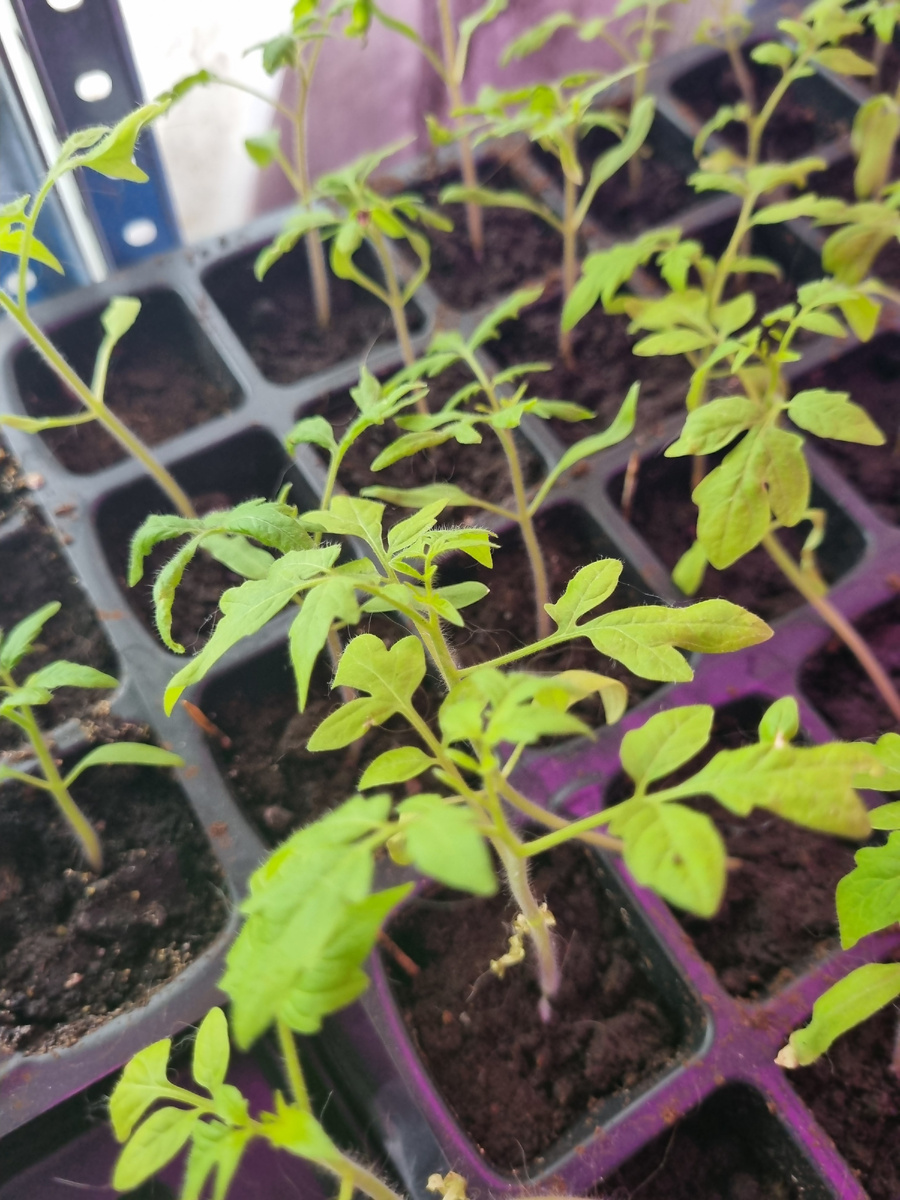 Помидорята