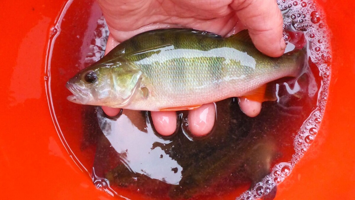    Мартовские реки предлагают «рыбное ассорти».   1MI