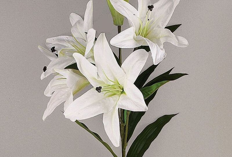 ЛИЛИЯ (Lilium)