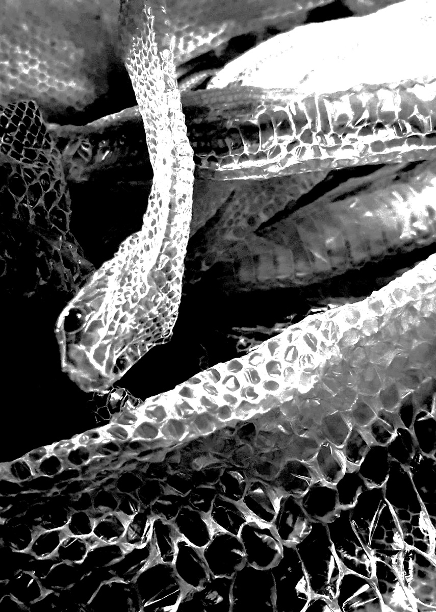 фото принта для коллекции BURKA. ARCHIVE 2025