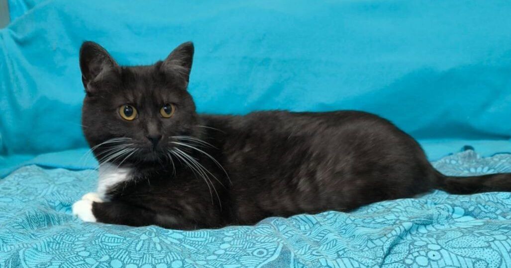 Курочка ищет дом уже два года. За это время не было ни одного звоночка по ней...