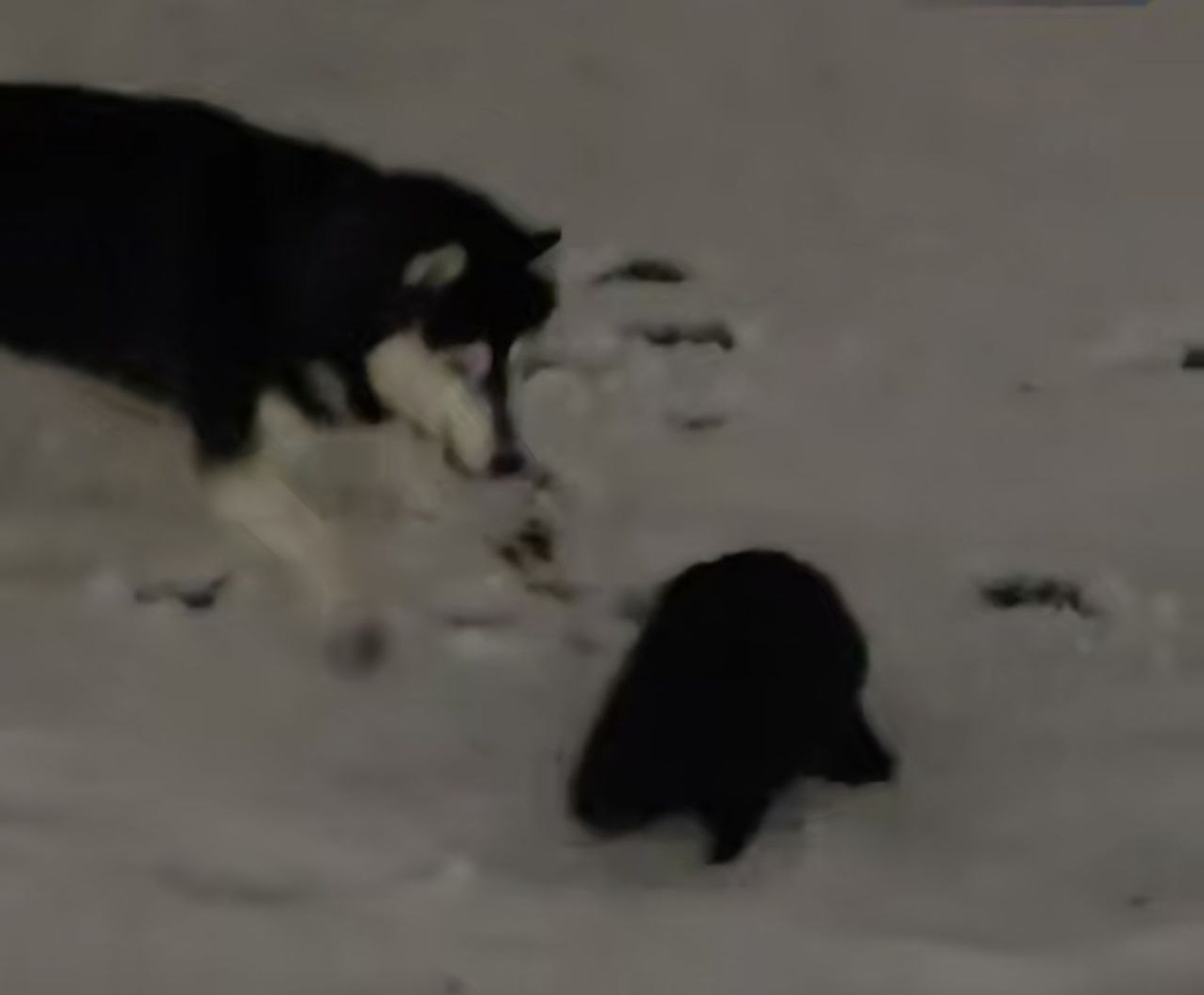    собака бобр