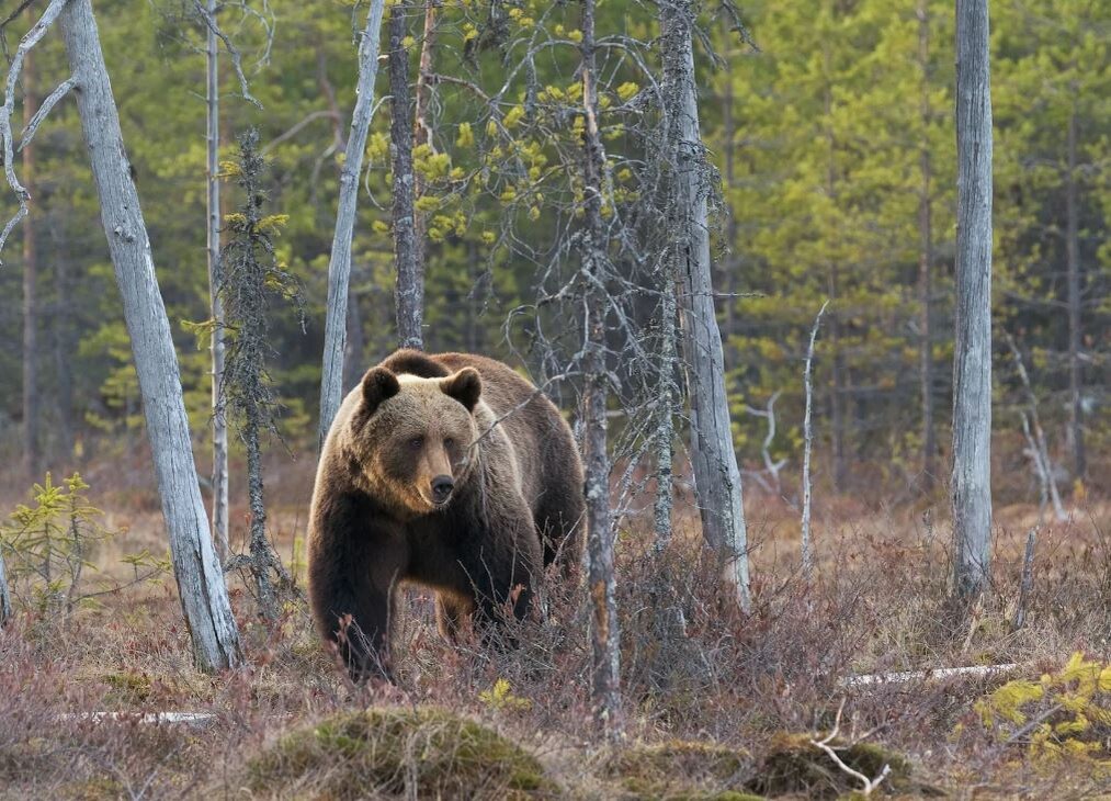 Бурый медведь: 21 марта – 10 июня (и отдельно 1 августа – 31 декабря)