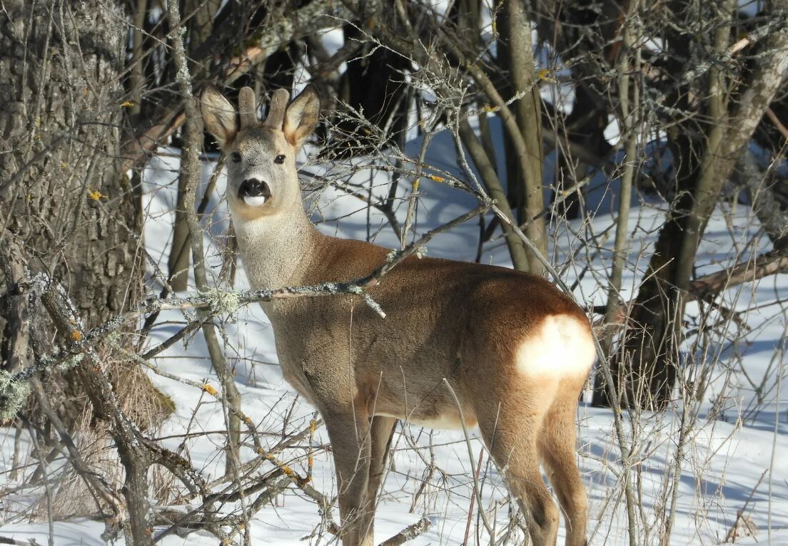 Косуля европейская, взрослые самцы: 20 мая – 20 июня (и 15 июля – 15 августа)