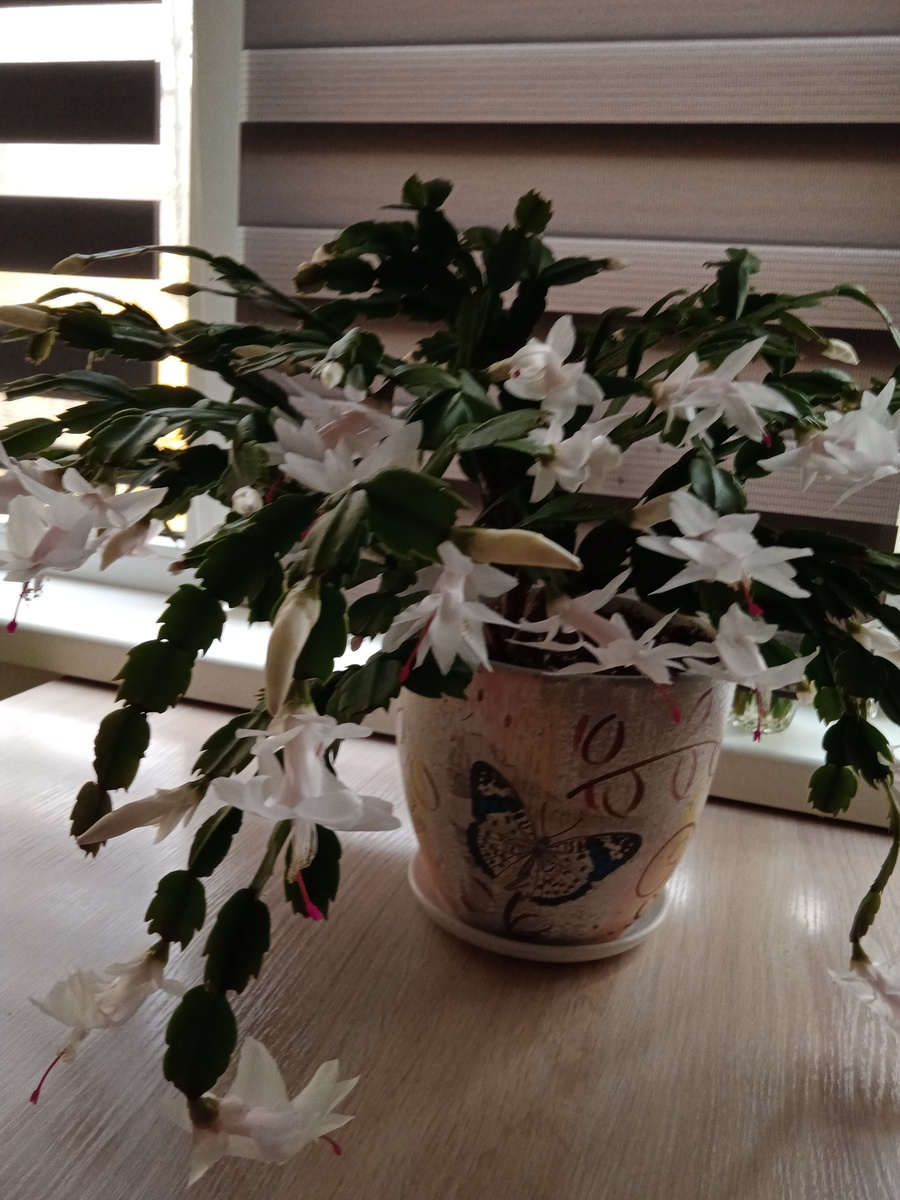 Фото автора.