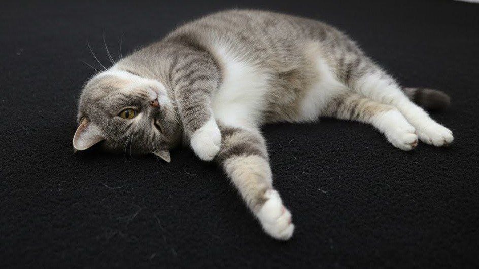 🐱🏠 Агаша ищет дом, где её наконец‑то по‑настоящему примут