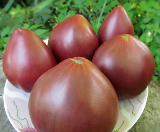 Урожайные томаты для северных регионов: обзор 5 сортов, которые удивят всех