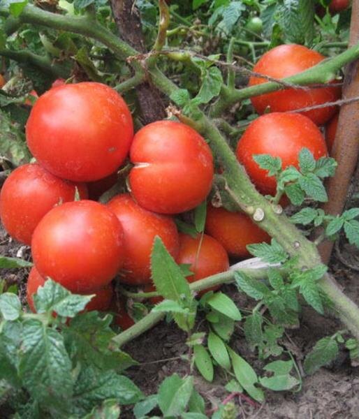 Томат Ямал 200 — рекорд среди ранних сортов