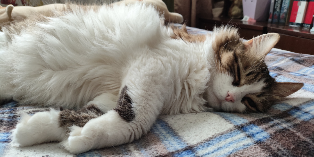 Котики веселят, пятничная подборка