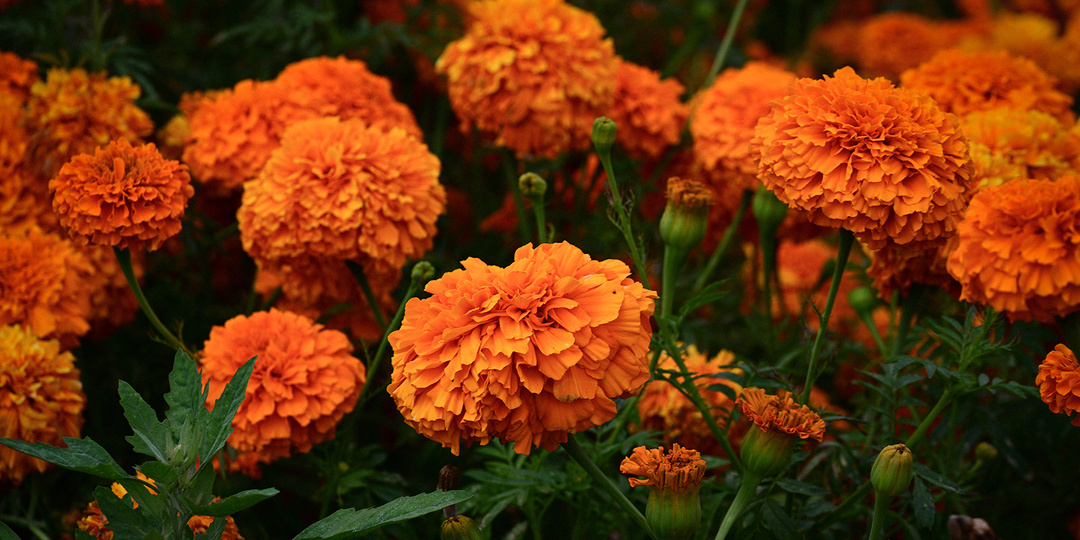 Когда сажать бархатцы на рассаду в 2026 году