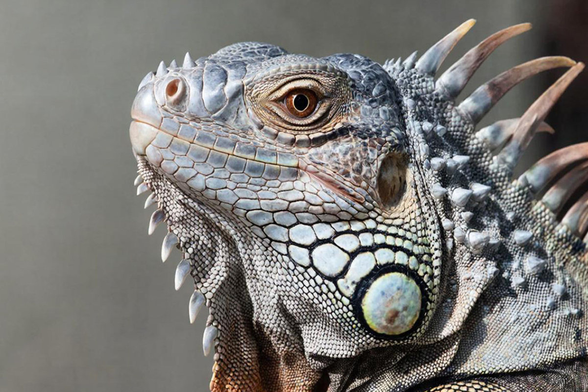 Хозяйка игуаны заплатит за выходки питомца.  Фото: Изображение сгенерировано с помощью ИИ / Маргарита Неклюдова