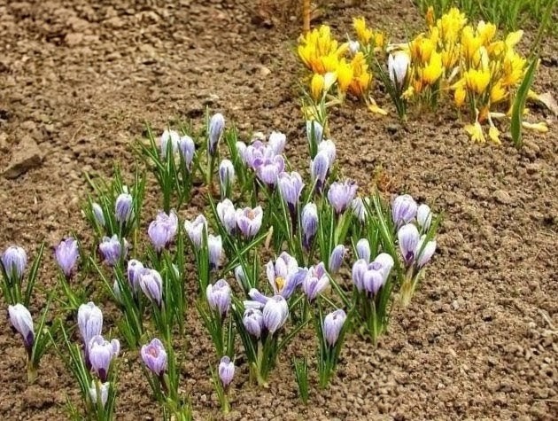 В ожидании весны 