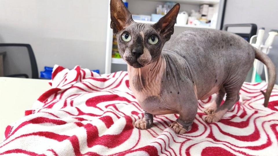 Как люди перекладывают заботы и ответственность