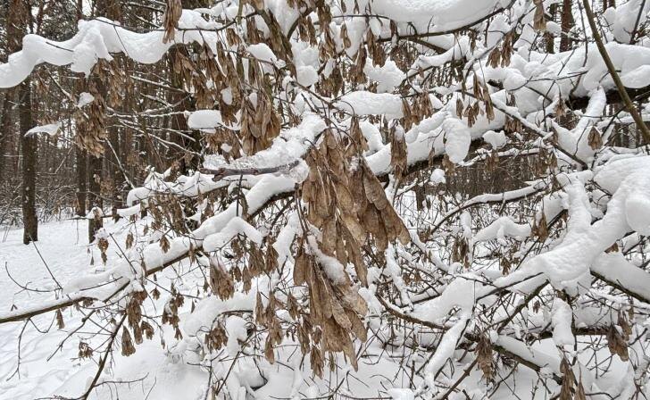    фото Курские известия