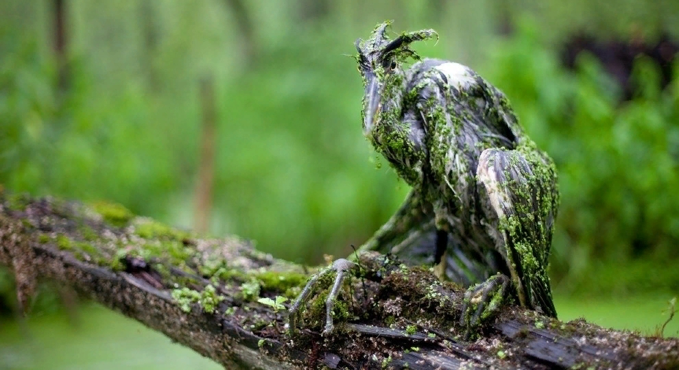 Серая цапля: Как волк, но с крыльями. Санитар наших болот и рек