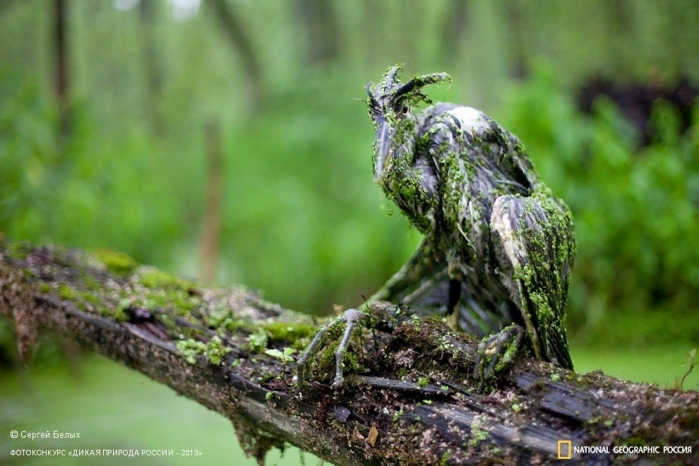 Серая цапля: невероятный охотник с двухметровым размахом крыльев