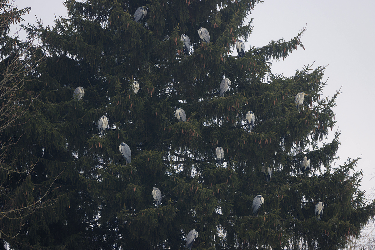 Серая цапля: невероятный охотник с двухметровым размахом крыльев