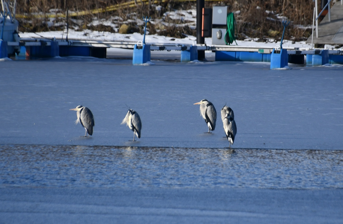 Серая цапля: невероятный охотник с двухметровым размахом крыльев