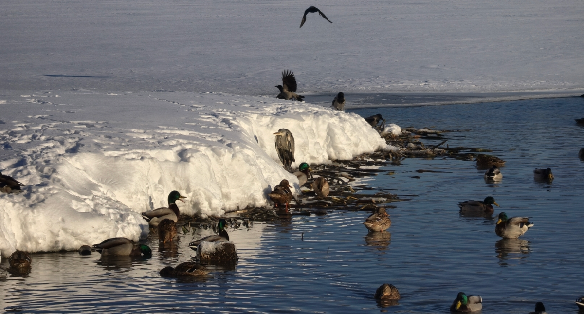 Серая цапля: невероятный охотник с двухметровым размахом крыльев