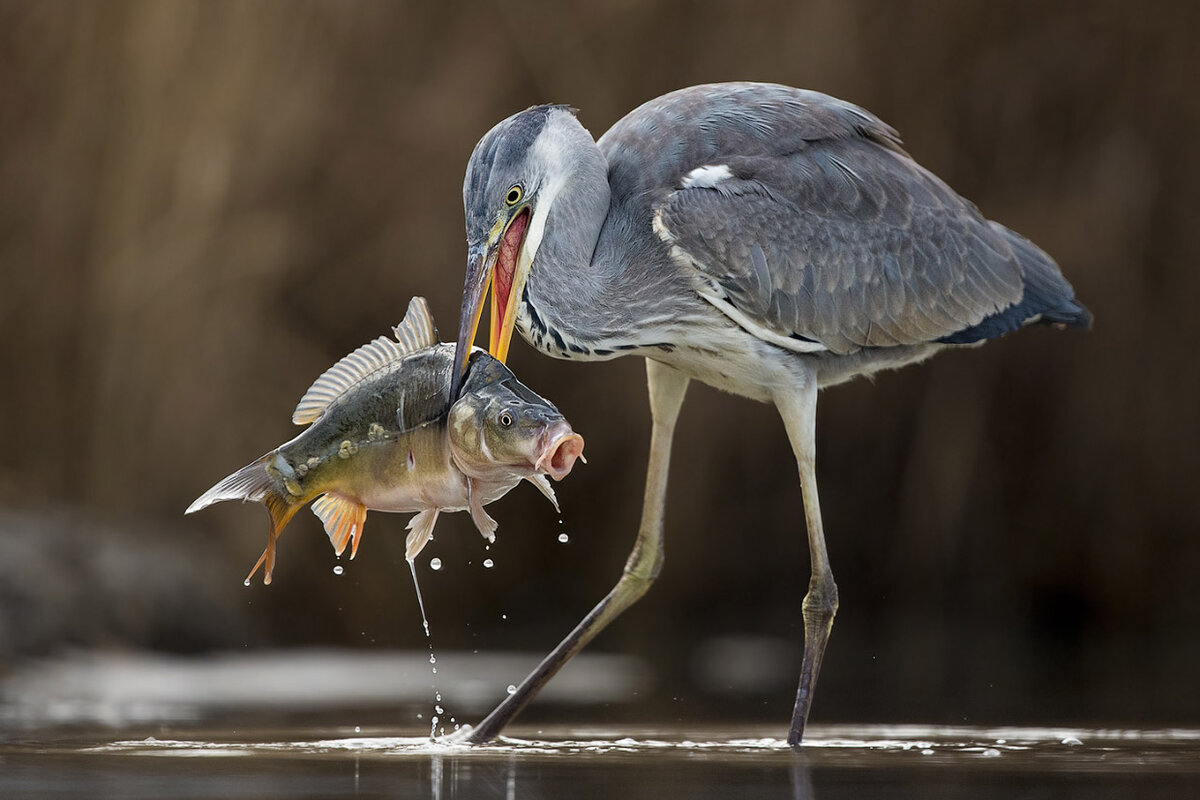 Серая цапля: невероятный охотник с двухметровым размахом крыльев