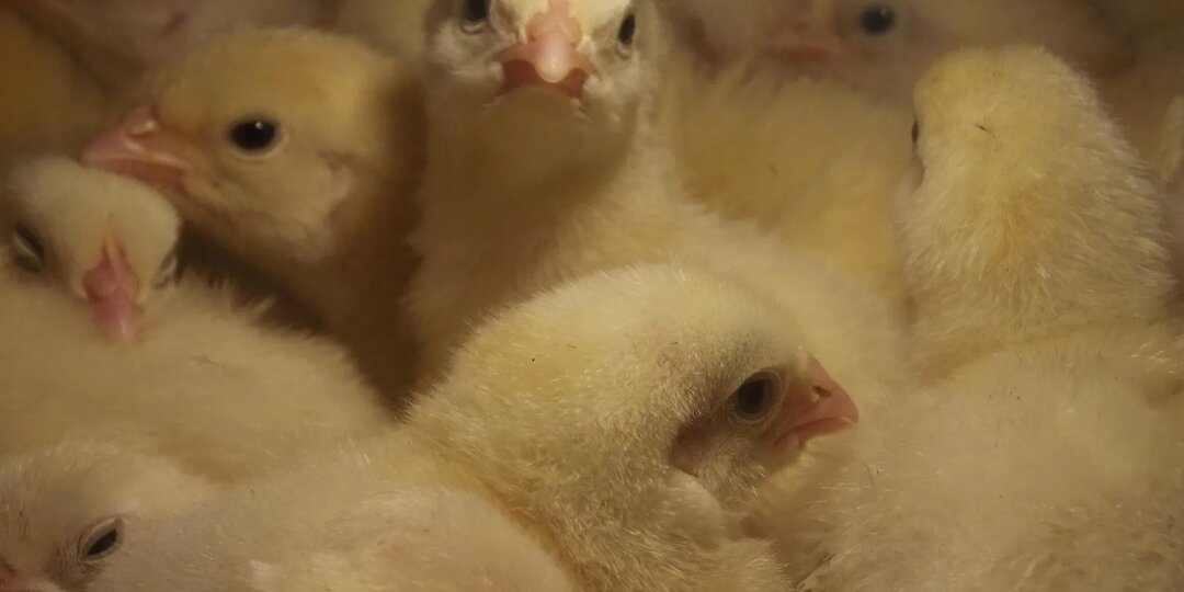 Суточные Бройлеры. Как много вопросов как кормить где содержать чем поить все ответы тут .