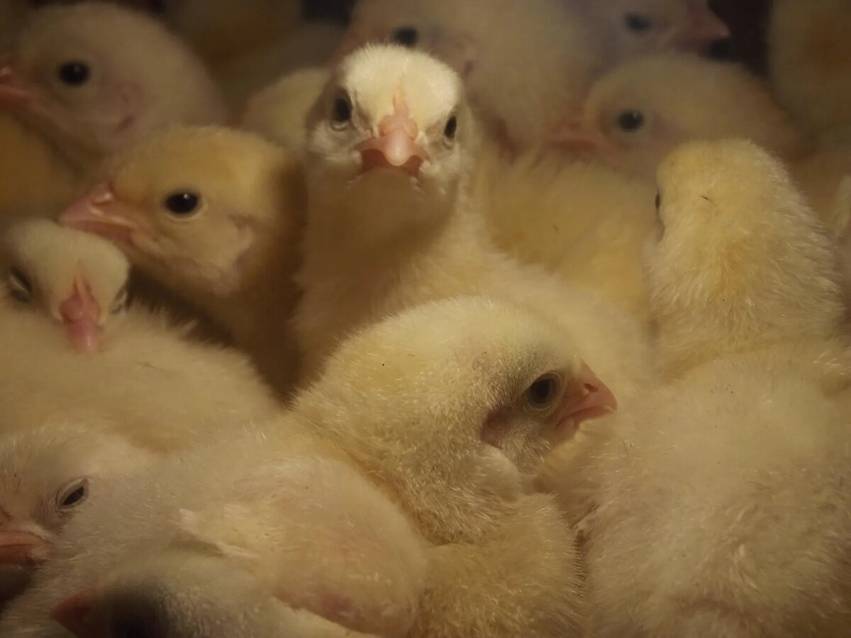 суточные бройлеры купить