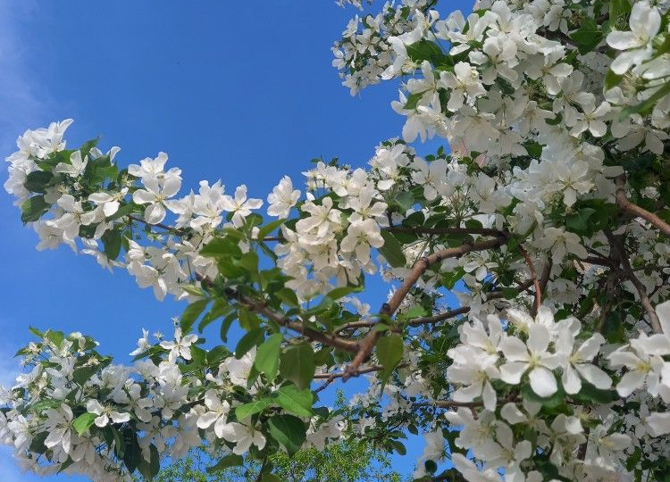 Пробуждение сада: та самая подкормка, которую нельзя пропустить, если хотите ведра яблок