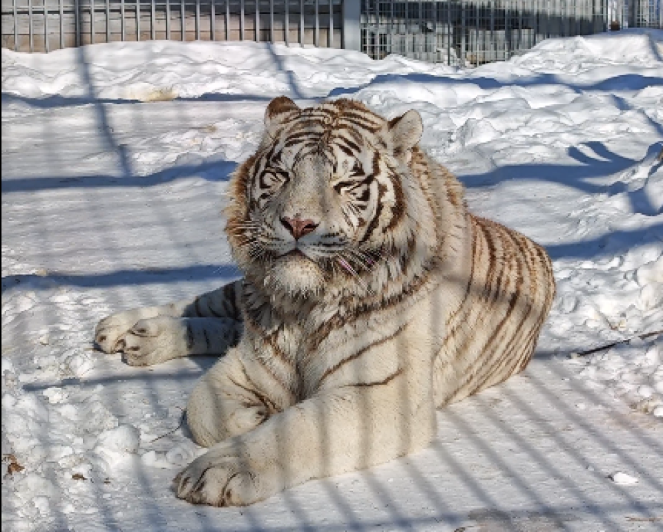    Тигр Маяк. Источник: Барнаульский зоопарк "Лесная сказка"